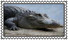 Gator